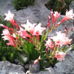 gladiolus miniatus on fynbos hub